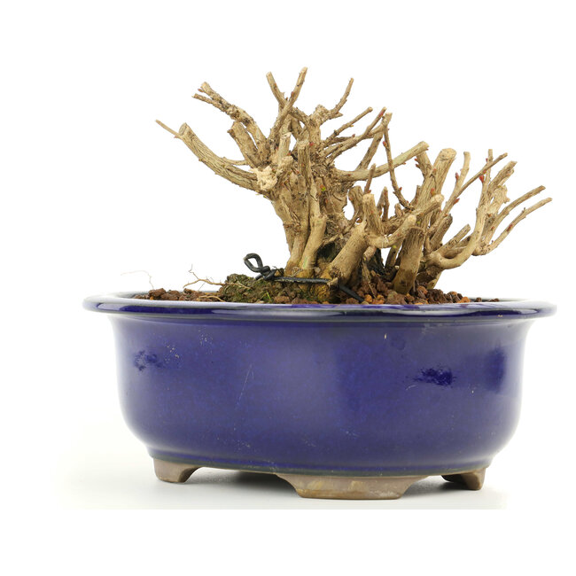 Lagerstroemeria indica Sarusuberi, 9 cm, ± 10 ans