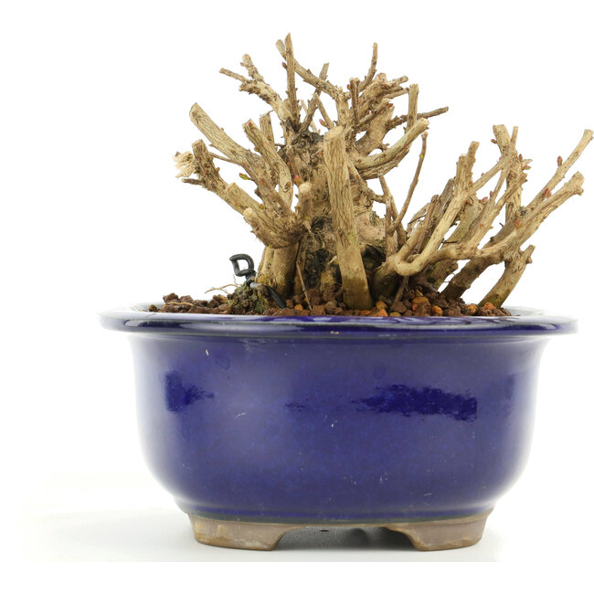 Lagerstroemeria indica Sarusuberi, 9 cm, ± 10 jaar oud