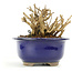 Lagerstroemeria indica Sarusuberi, 9 cm, ± 10 ans