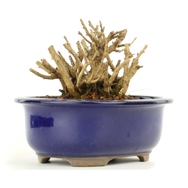 Lagerstroemeria indica Sarusuberi, 9 cm, ± 10 Jahre alt