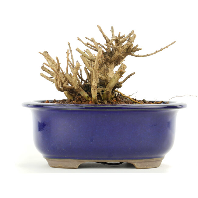 Lagerstroemeria indica Sarusuberi, 9 cm, ± 10 anni