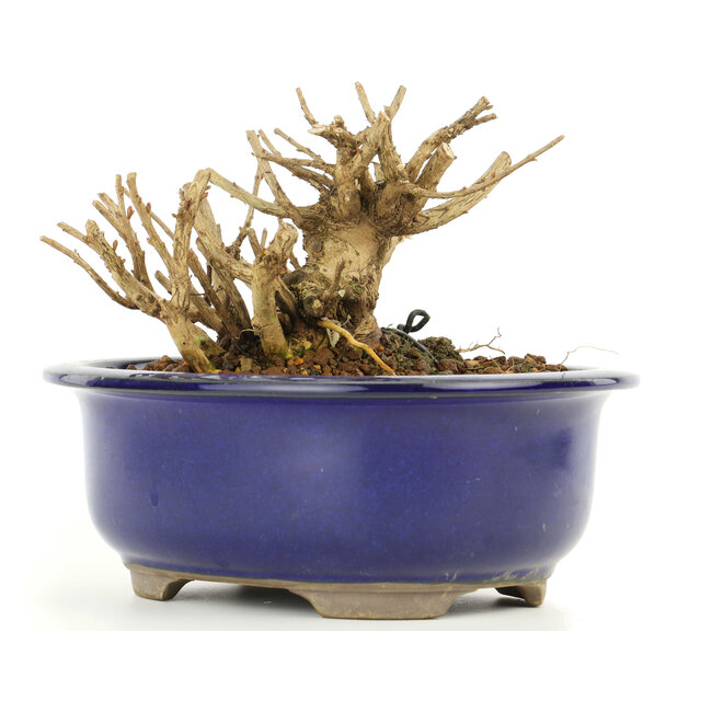 Lagerstroemeria indica Sarusuberi, 9 cm, ± 10 Jahre alt