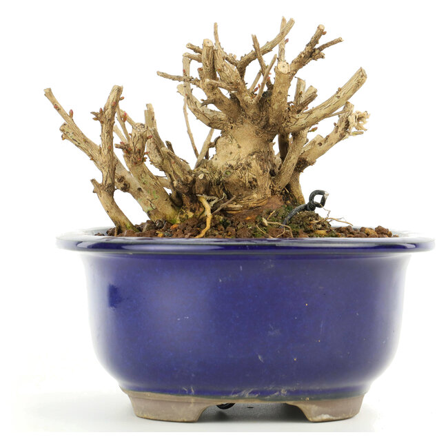 Lagerstroemeria indica Sarusuberi, 9 cm, ± 10 Jahre alt