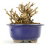 Lagerstroemeria indica Sarusuberi, 9 cm, ± 10 ans