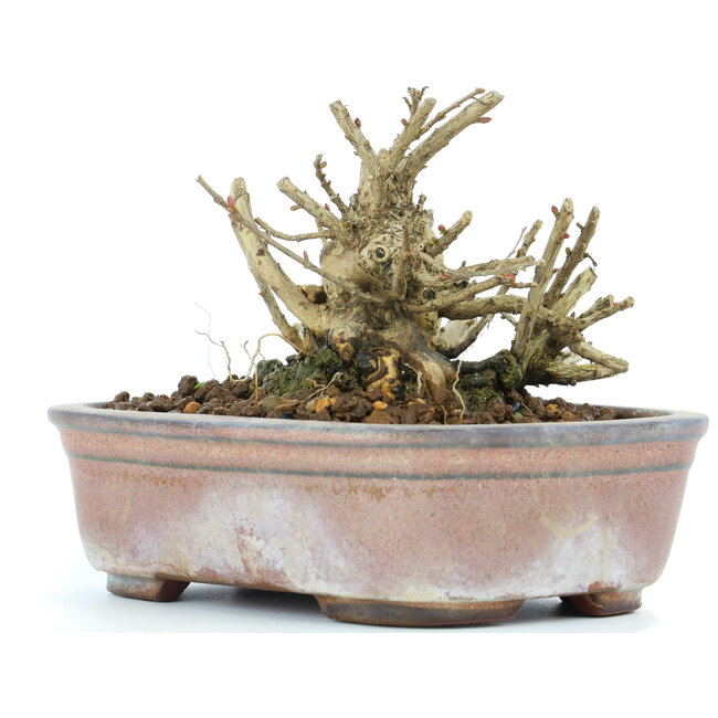 Lagerstroemeria indica Sarusuberi, 8 cm, ± 10 years old