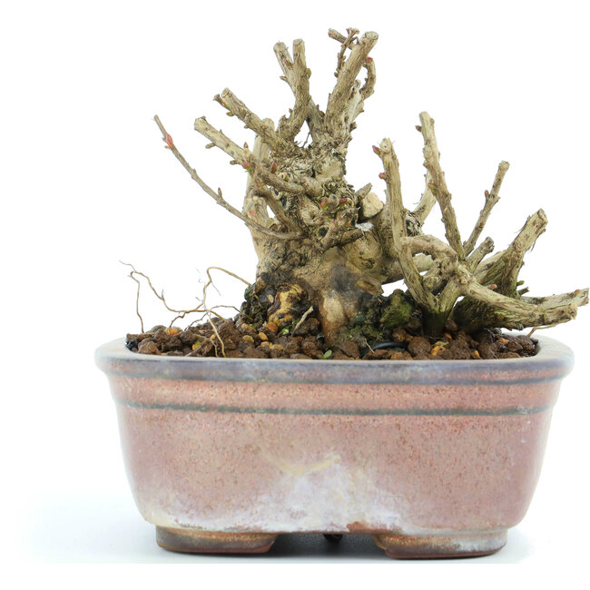 Lagerstroemeria indica Sarusuberi, 8 cm, ± 10 jaar oud