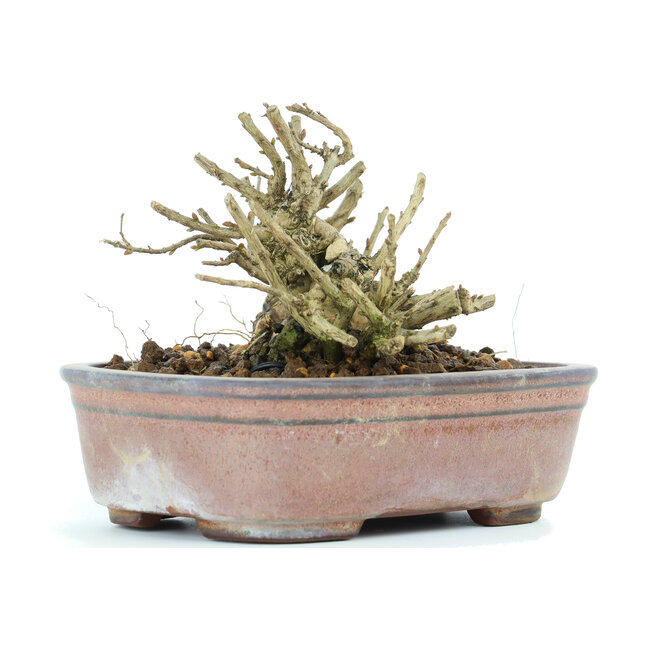 Lagerstroemeria indica Sarusuberi, 8 cm, ± 10 ans