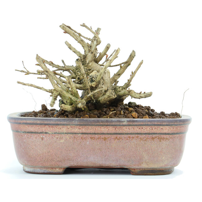 Lagerstroemeria indica Sarusuberi, 8 cm, ± 10 Jahre alt