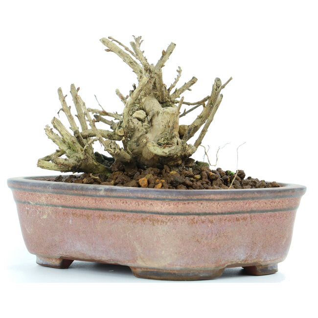 Lagerstroemeria indica Sarusuberi, 8 cm, ± 10 Jahre alt