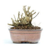 Lagerstroemeria indica Sarusuberi, 8 cm, ± 10 Jahre alt