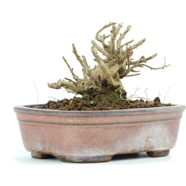 Lagerstroemeria indica Sarusuberi, 8 cm, ± 10 anni