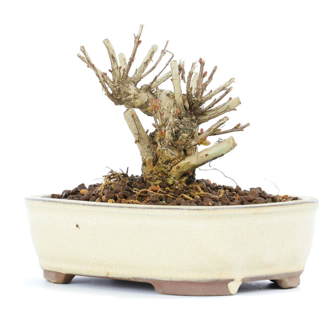 Lagerstroemeria indica Sarusuberi, 8,5 cm, ± 10 años