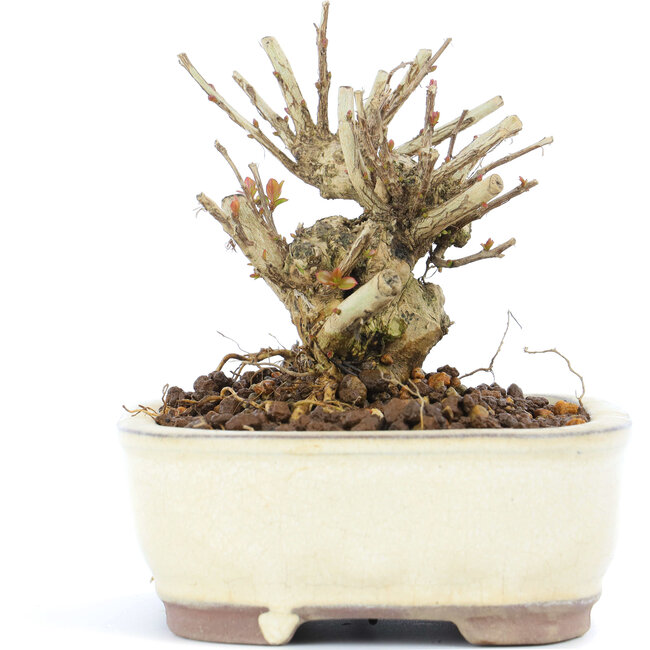 Lagerstroemeria indica Sarusuberi, 8,5 cm, ± 10 jaar oud