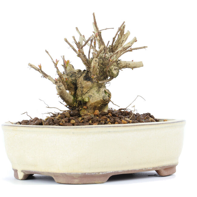 Lagerstroemeria indica Sarusuberi, 8,5 cm, ± 10 Jahre alt