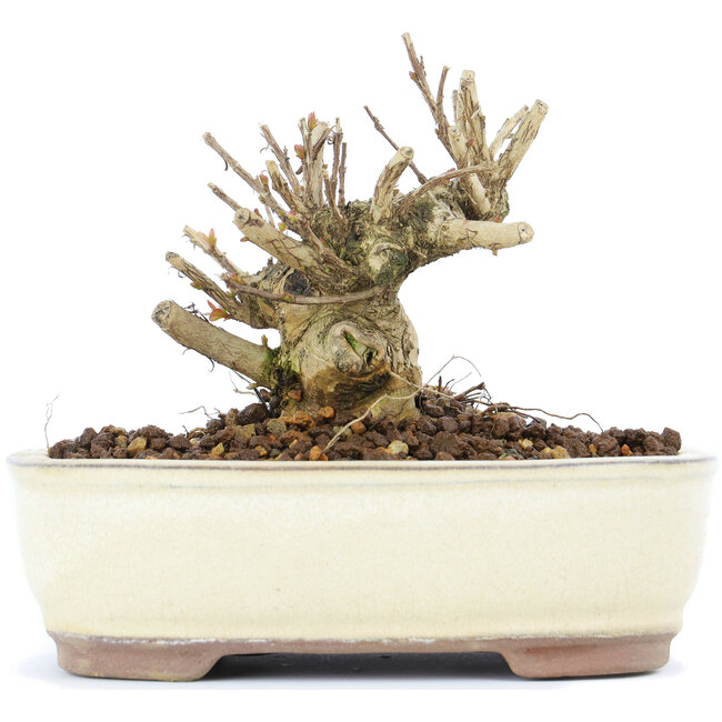 Lagerstroemeria indica Sarusuberi, 8,5 cm, ± 10 years old