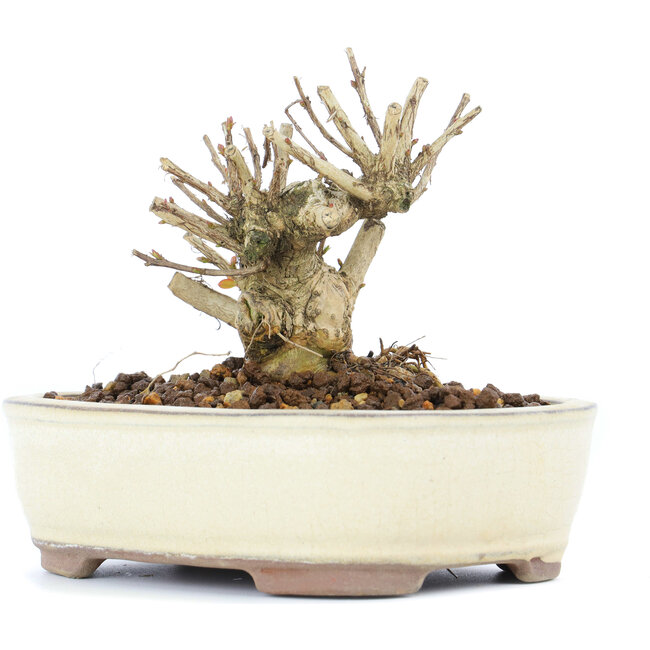 Lagerstroemeria indica Sarusuberi, 8,5 cm, ± 10 ans