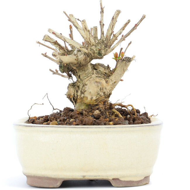 Lagerstroemeria indica Sarusuberi, 8,5 cm, ± 10 ans