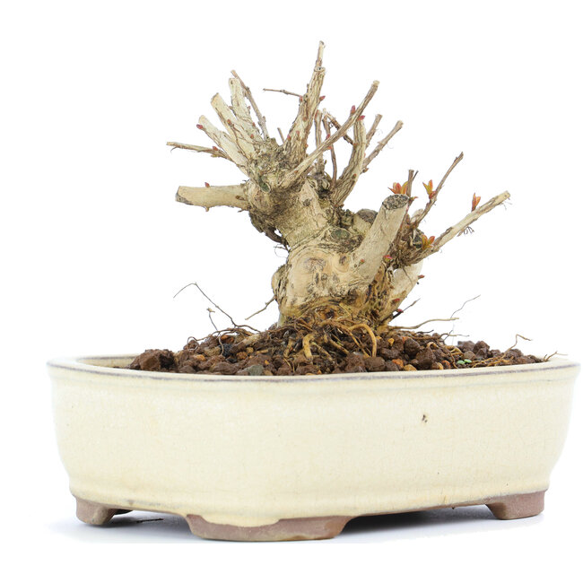 Lagerstroemeria indica Sarusuberi, 8,5 cm, ± 10 ans