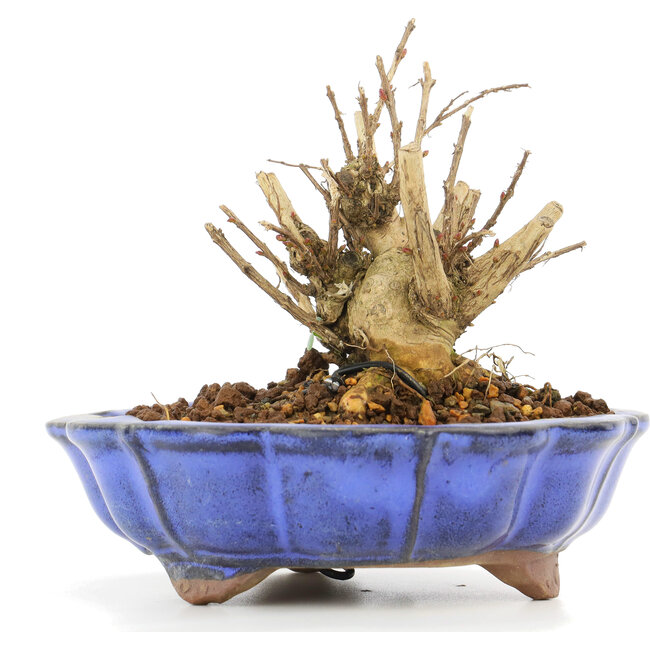 Lagerstroemeria indica Sarusuberi, 8 cm, ± 10 years old