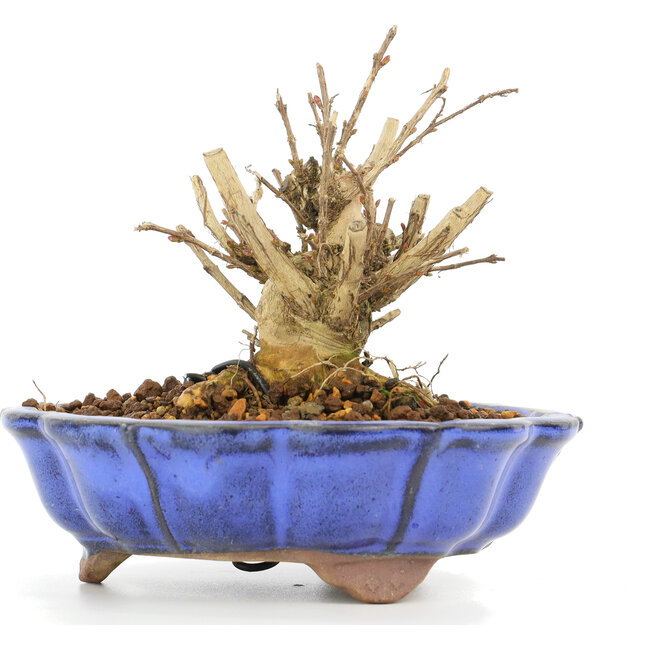 Lagerstroemeria indica Sarusuberi, 8 cm, ± 10 anni