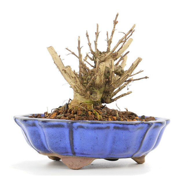 Lagerstroemeria indica Sarusuberi, 8 cm, ± 10 años