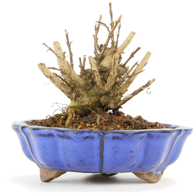 Lagerstroemeria indica Sarusuberi, 8 cm, ± 10 anni