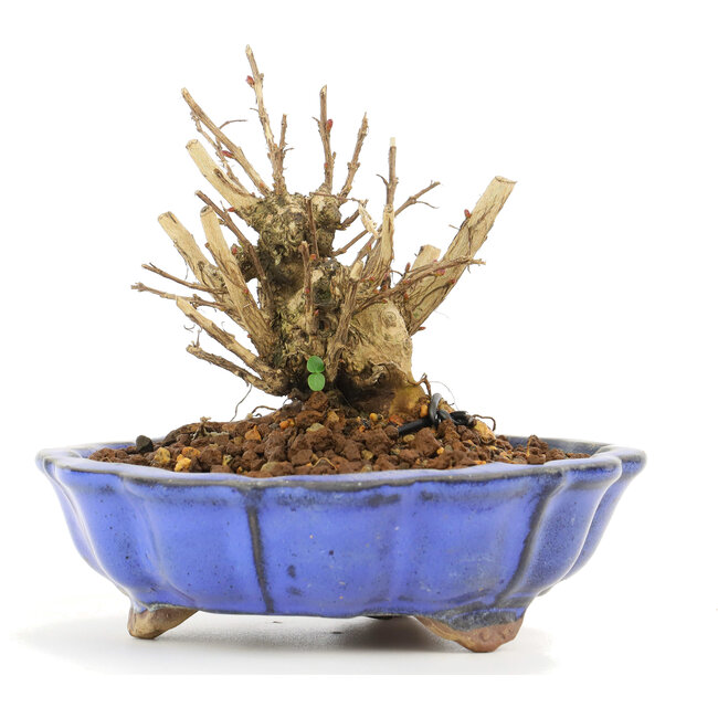 Lagerstroemeria indica Sarusuberi, 8 cm, ± 10 ans