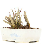 Lagerstroemeria indica Sarusuberi, 7 cm, ± 10 jaar oud