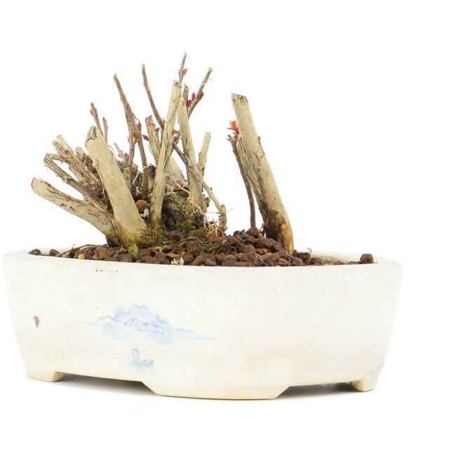 Lagerstroemeria indica Sarusuberi, 7 cm, ± 10 anni