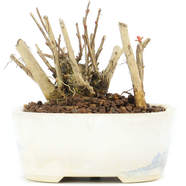 Lagerstroemeria indica Sarusuberi, 7 cm, ± 10 años