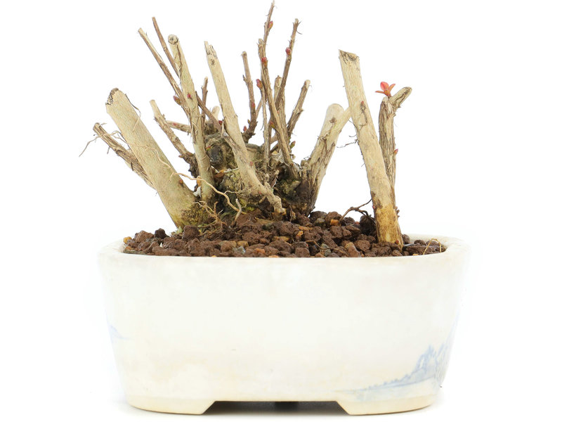 Lagerstroemeria indica Sarusuberi, 7 cm, ± 10 jaar oud