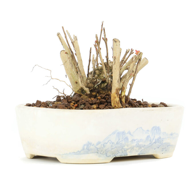 Lagerstroemeria indica Sarusuberi, 7 cm, ± 10 años