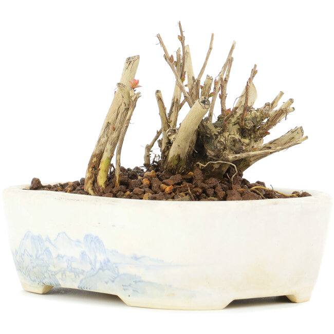 Lagerstroemeria indica Sarusuberi, 7 cm, ± 10 anni