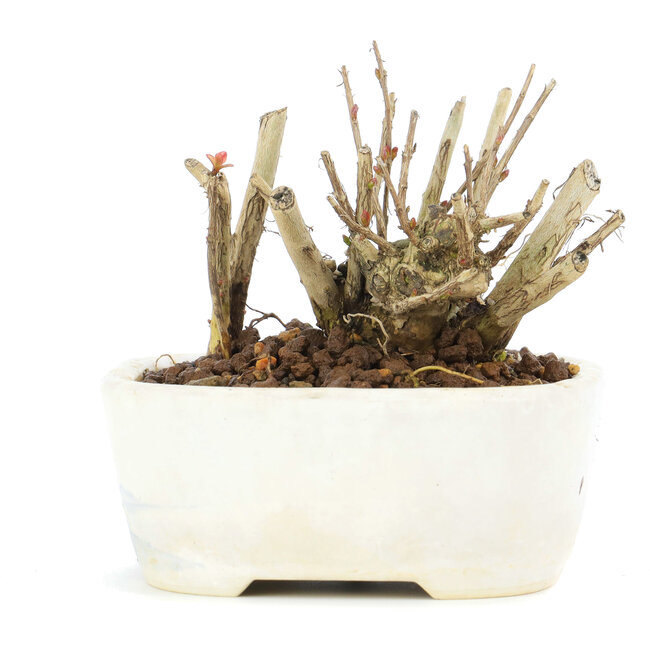 Lagerstroemeria indica Sarusuberi, 7 cm, ± 10 años