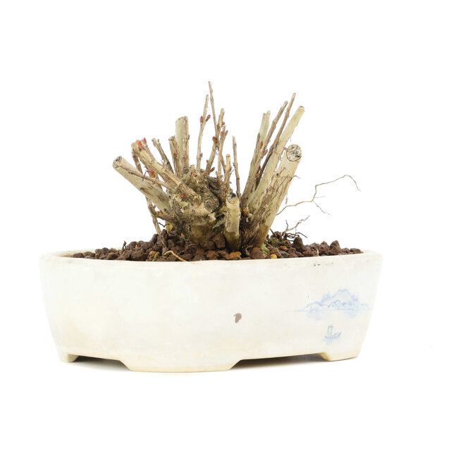 Lagerstroemeria indica Sarusuberi, 7 cm, ± 10 ans