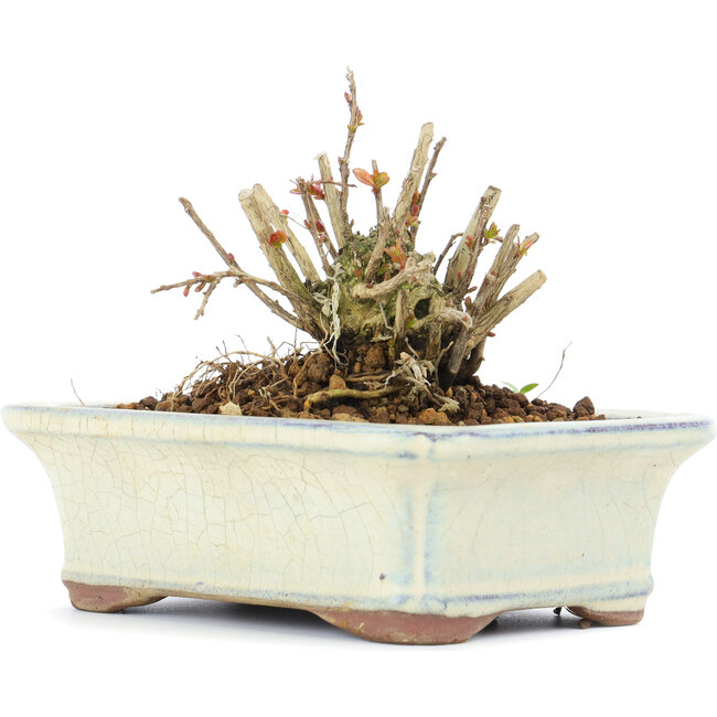 Lagerstroemeria indica Sarusuberi, 7,5 cm, ± 10 anni