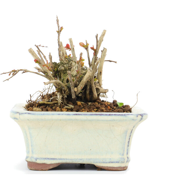 Lagerstroemeria indica Sarusuberi, 7,5 cm, ± 10 anni