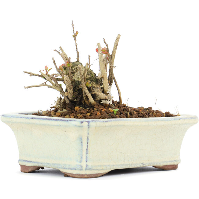 Lagerstroemeria indica Sarusuberi, 7,5 cm, ± 10 años