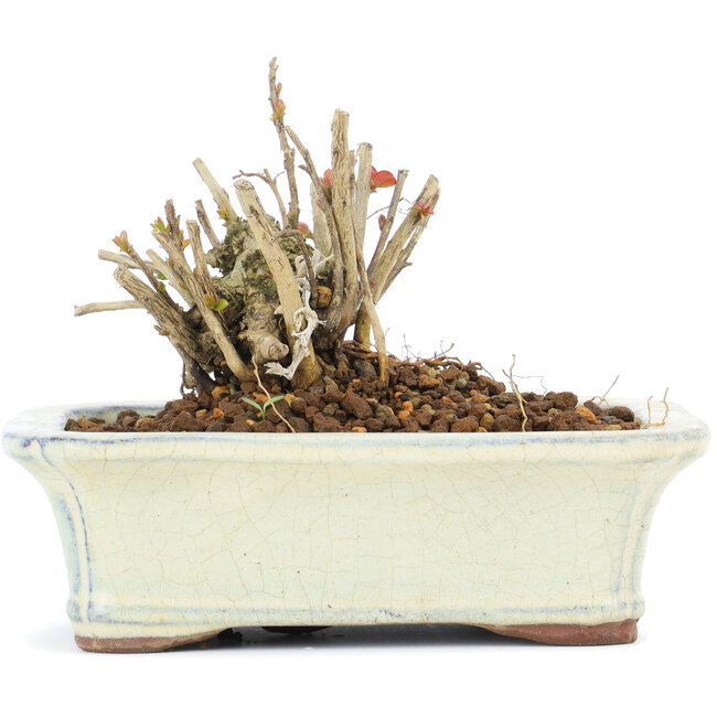 Lagerstroemeria indica Sarusuberi, 7,5 cm, ± 10 años