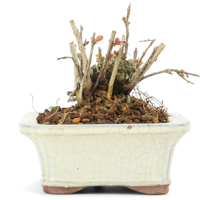 Lagerstroemeria indica Sarusuberi, 7,5 cm, ± 10 years old