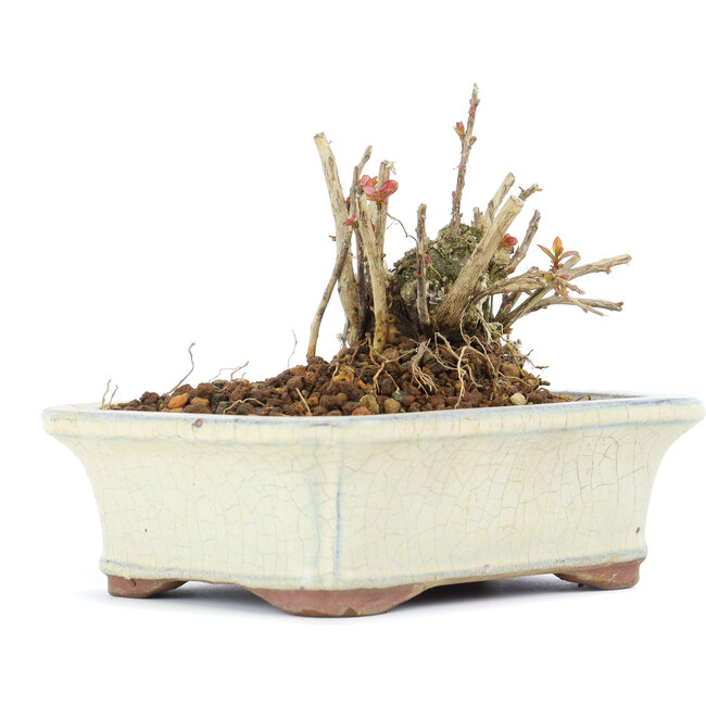 Lagerstroemeria indica Sarusuberi, 7,5 cm, ± 10 años