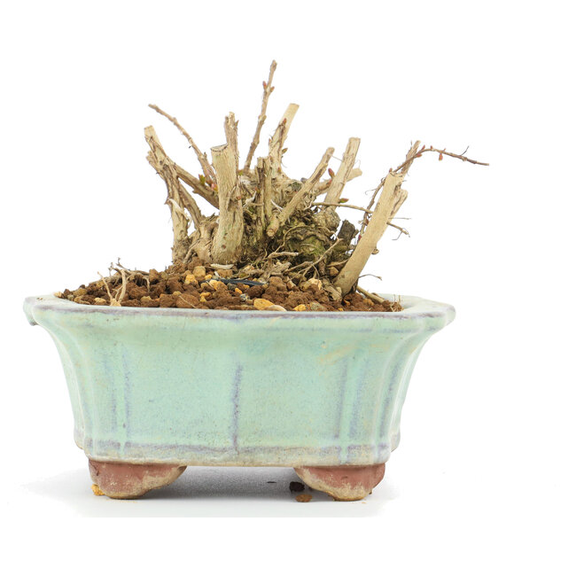 Lagerstroemeria indica Sarusuberi, 7 cm, ± 10 ans