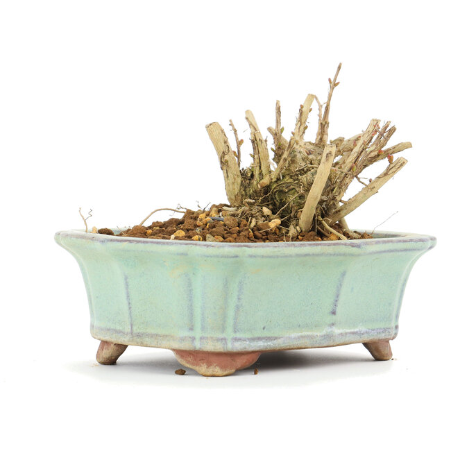 Lagerstroemeria indica Sarusuberi, 7 cm, ± 10 ans