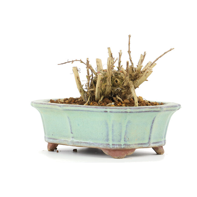 Lagerstroemeria indica Sarusuberi, 7 cm, ± 10 Jahre alt