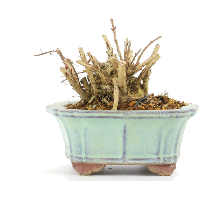 Lagerstroemeria indica Sarusuberi, 7 cm, ± 10 ans