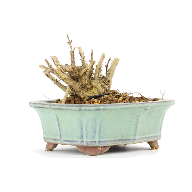 Lagerstroemeria indica Sarusuberi, 7 cm, ± 10 ans