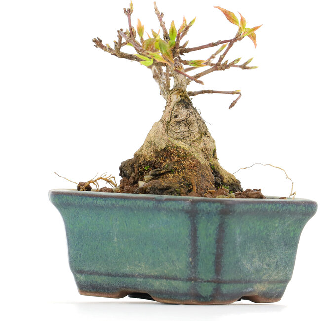 Acer buergerianum, 6,5 cm, ± 12 anni