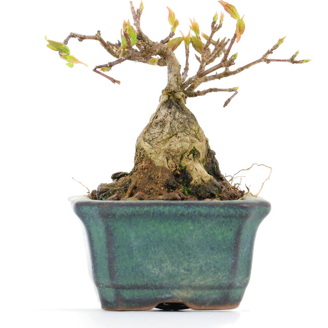 Acer buergerianum, 6,5 cm, ± 12 años