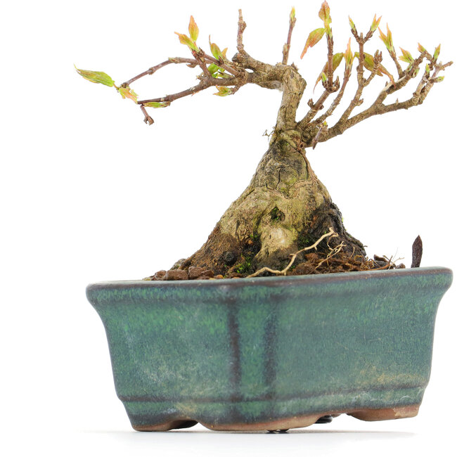 Acer buergerianum, 6,5 cm, ± 12 anni