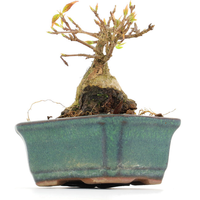 Acer buergerianum, 6,5 cm, ± 12 Jahre alt